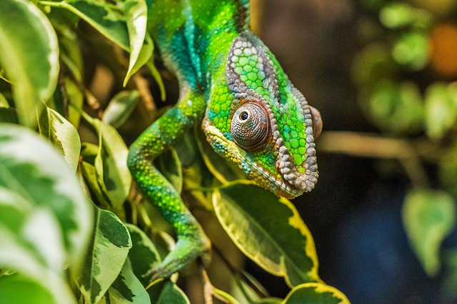 chameleon na kytce